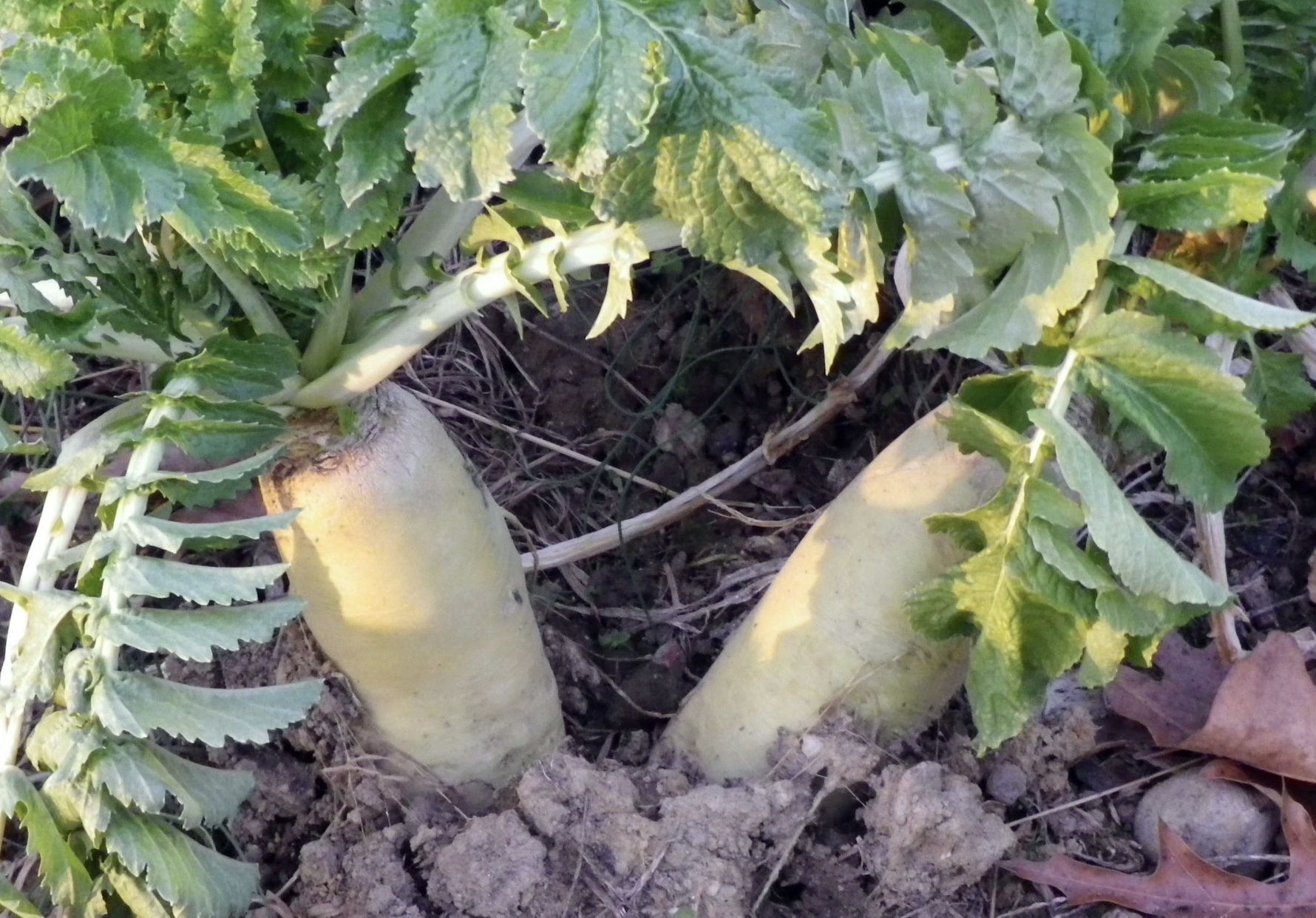 Daikon Radishes (winter cover crops)